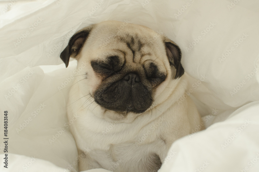 Sad dog breed pug in blanket Sad dog breed pug in blanket