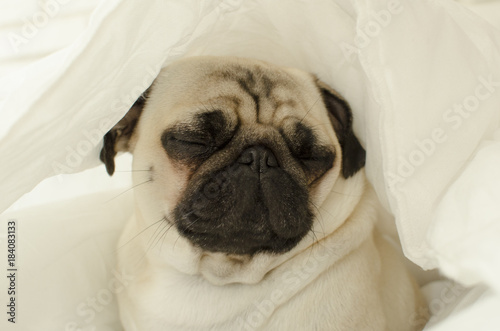 Sad dog breed pug in blanket