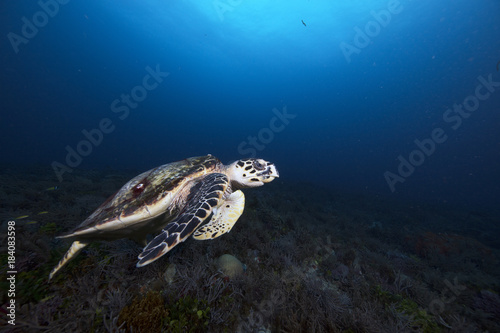 Hawksbill Sea Turtle (Florida)
