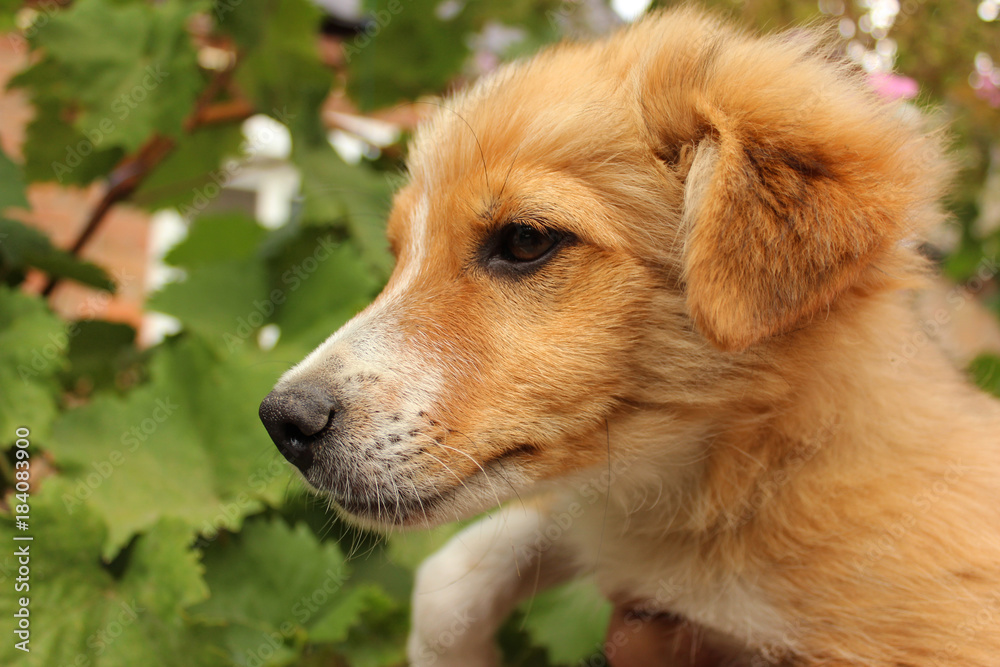 Cute puppy with beautiful eyes calmly close up Cute puppy with beautiful eyes calmly close up