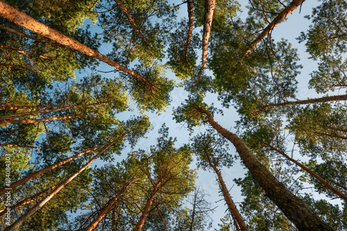 Картината върху платно Treetops in the softwood forest in summer