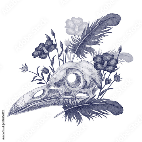 Illustration skull crow.