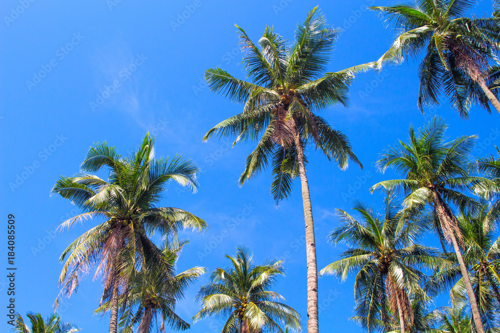 Fototapeta premium Green palm tree crowns on blue sky background. Coco palm forest photo.