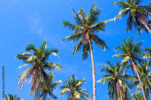 Green palm tree crowns on blue sky background. Coco palm forest photo.