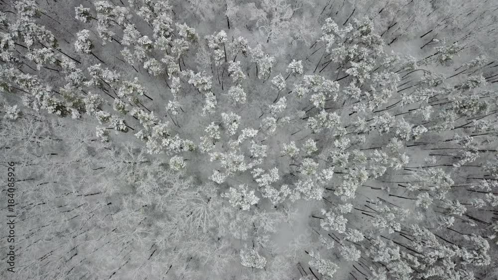 Aerial view of the snow-covered pine branches, top view Aerial view of the snow-covered pine branches, top view