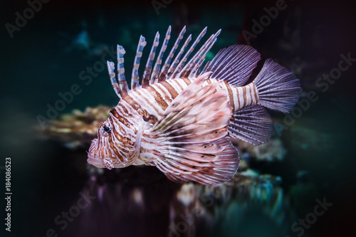 Pterois volitans. Red lionfish (Pterois volitans) aquarium fish