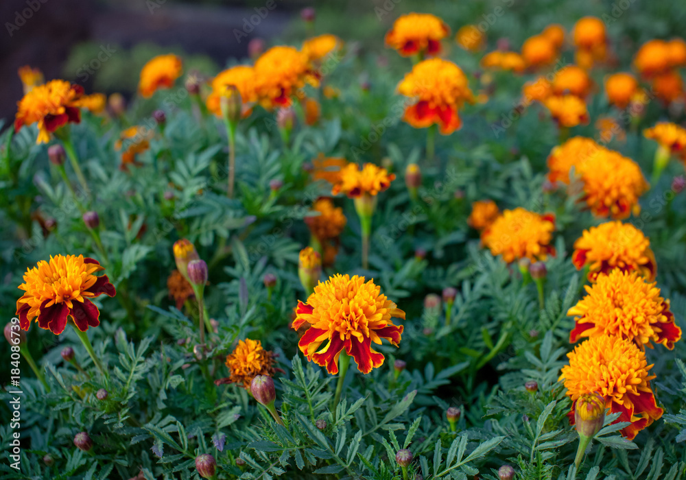 A flower bed of bright fragrant beautiful orange luxuriantly blooming marigolds growing in the garden under the open sky in the open field. A plant with healing medicinal properties. A flower bed of bright fragrant beautiful orange luxuriantly blooming marigolds growing in the garden under the open sky in the open field. A plant with healing medicinal properties.