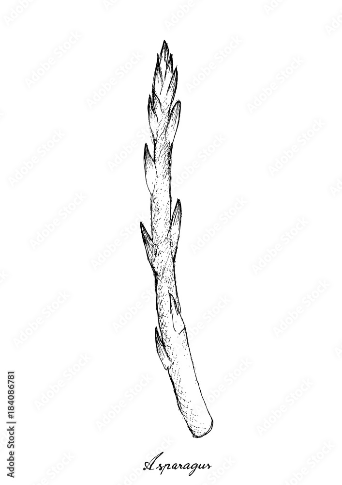 Hand Drawn of Fresh Green Asparagus on White Background