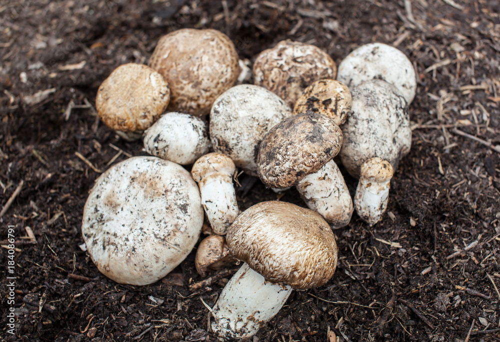 Champignon growing in the forest. Forest mushroom Agaricus macrosporus growing group in the forest. Champignon growing in the forest. Forest mushroom Agaricus macrosporus growing group in the forest.