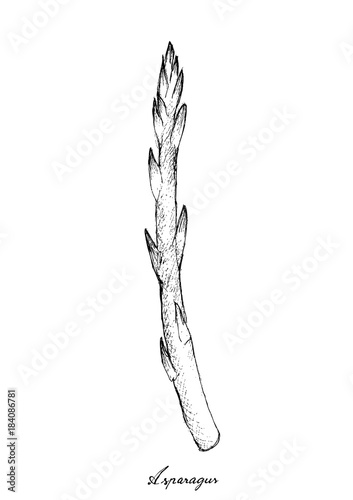 Hand Drawn of Fresh Green Asparagus on White Background