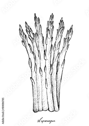 Hand Drawn of Fresh Green Asparagus on White Background