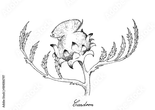 Fototapeta Hand Drawn of Fresh Cardoon Flower on White Background