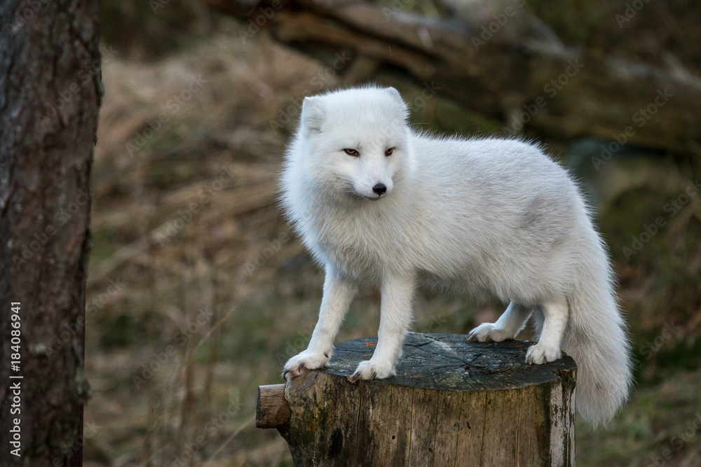 Arctic fox, Vulpes Lagopus, in white winter coat standing on a tree stump with natural forest background, no snow Arctic fox, Vulpes Lagopus, in white winter coat standing on a tree stump with natural forest background, no snow