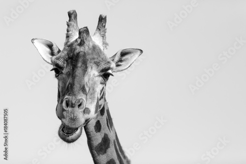 Giraffe chewing food