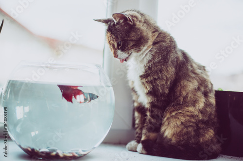 Cat looking at a fish in an aquarium on the window. Cat with tongue outside. Cat watching the fish. Cat want to catch fish. Vintage, Rustic style.