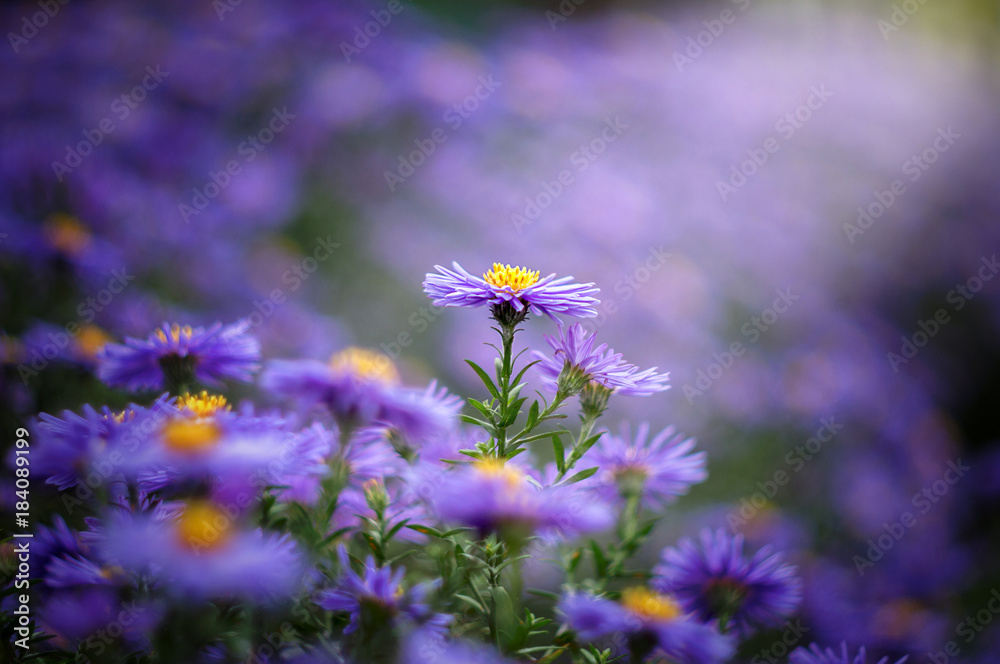 Obraz premium Autumn flowers