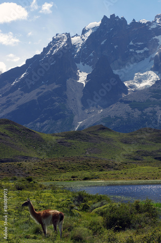 Guanaco dans le parc national chilien © Clemence Béhier