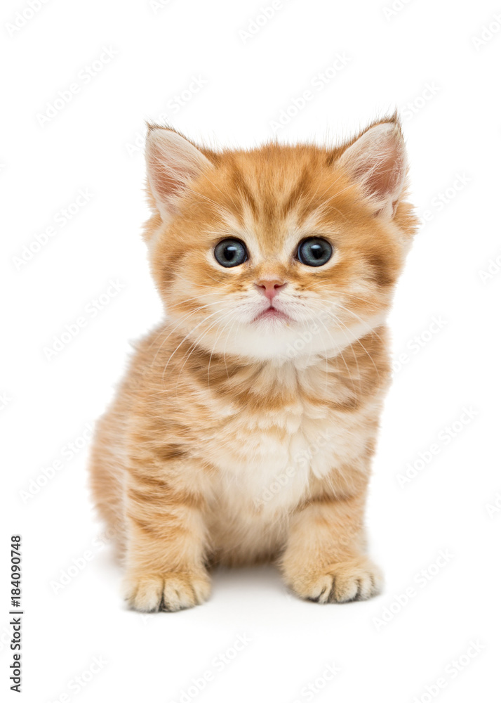 Small  kitten breed British