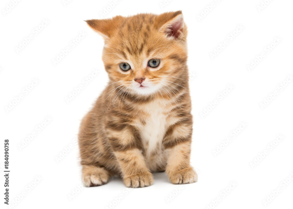 Small striped kitten breed British