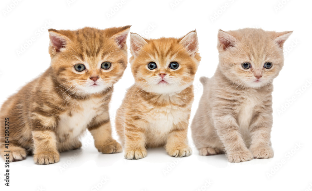 Portrait of three little kittens Portrait of three little kittens
