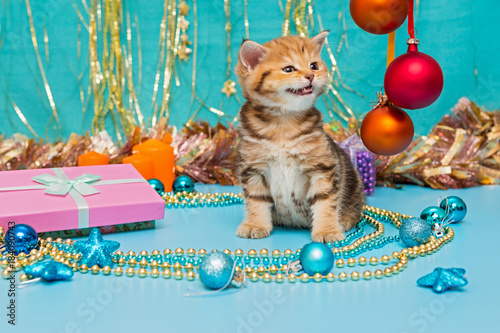Kitten British breed and Christmas