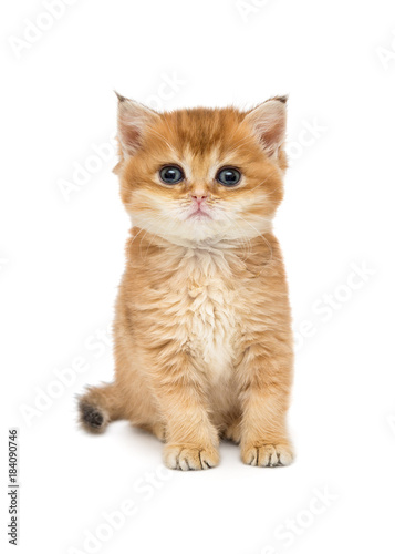 Small kitten breed British