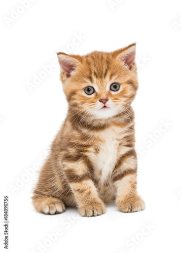 Fototapeta Naklejka Na Ścianę i Meble -  Small striped kitten breed British