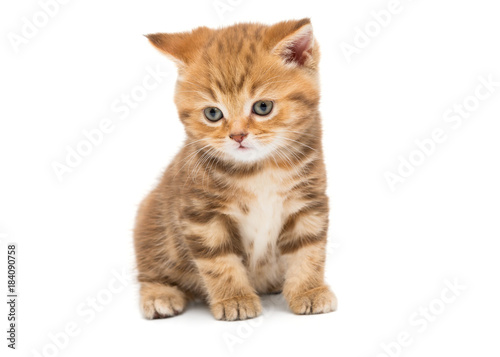 Small striped kitten breed British