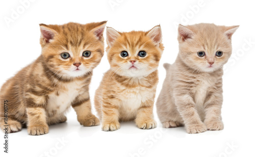 Portrait of three little kittens © Okssi