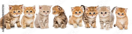 Fotografia Portraits of a large group of small kittens