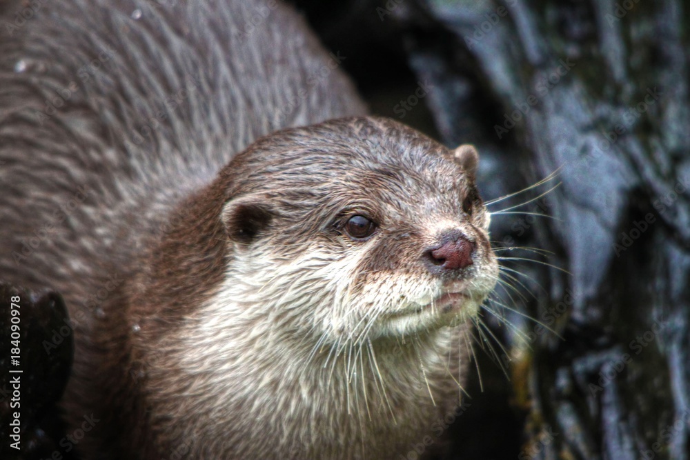 Otter Otter