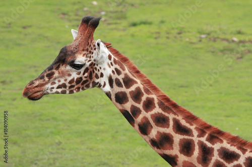 Photography Giraffe