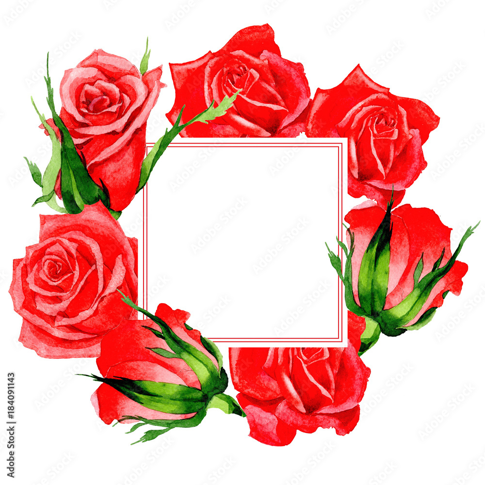 Wildflower rose flower frame in a watercolor style. Full name of the plant:  red rose, hulthemia. Aquarelle wild flower for background, texture, wrapper  pattern, frame or border. Stock Illustration | Adobe Stock