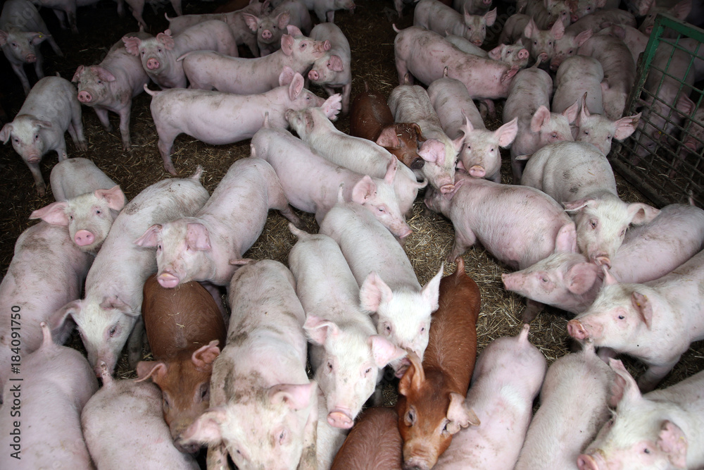 Herd of few months old hungry piglets at rural bio animal farmland Herd of few months old hungry piglets at rural bio animal farmland