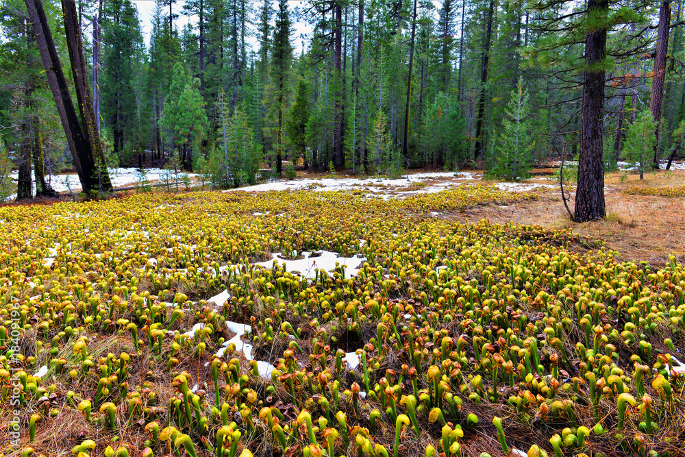 Obraz premium Scott Mountain Campground DSC0217