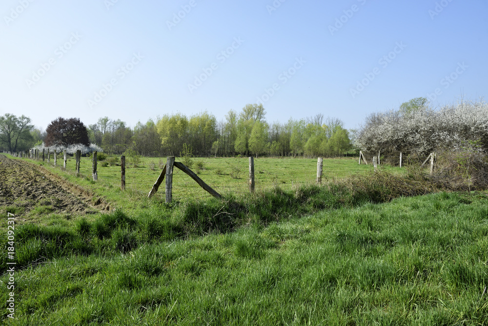 Wiese in ländlicher Gegend mit Bueschen und Baeumen, Meadow in a rural area with bushes and trees