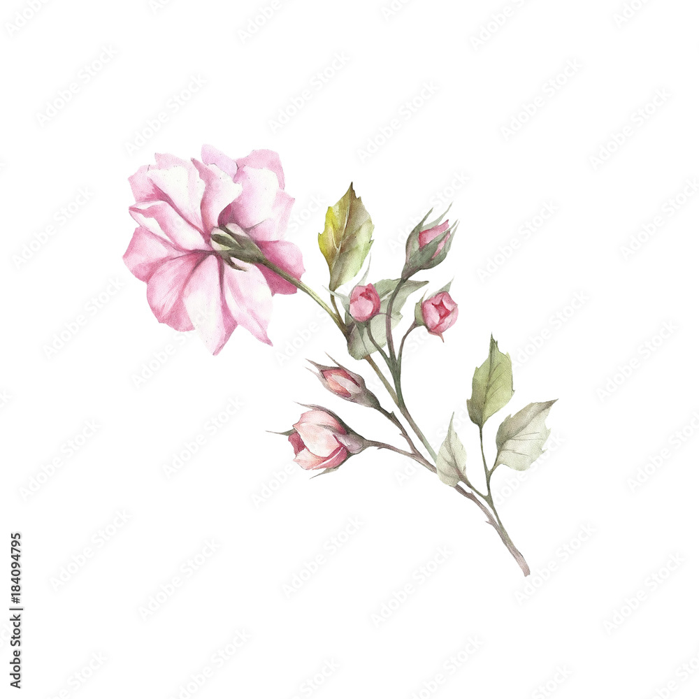 Obraz premium Wizerunek róży. Ręcznie narysuj akwarelę