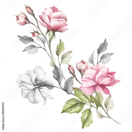 Naklejka Wizerunek róża Ręka remisu akwareli ilustracja