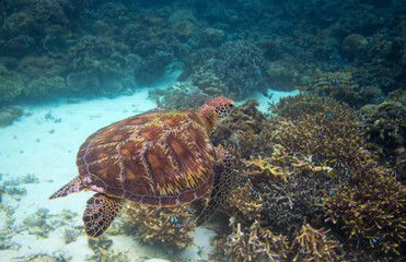 Crédence de cuisine  Wild sea turtle on seabottom. Tropical island seashore nature. Marine tortoise snorkeling or diving banner.  © Elya.Q