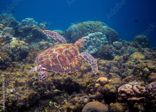 Olive green turtle swims above seabottom. Tropical island seashore nature.