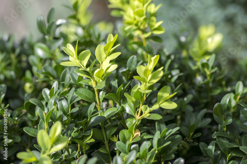 Canvastavla Detail of green buxus sempervirens shrub, branches with leaves