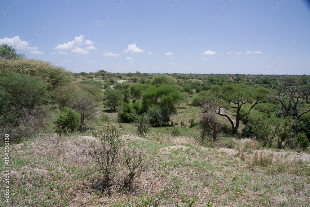 Tarangire National Park Landscape