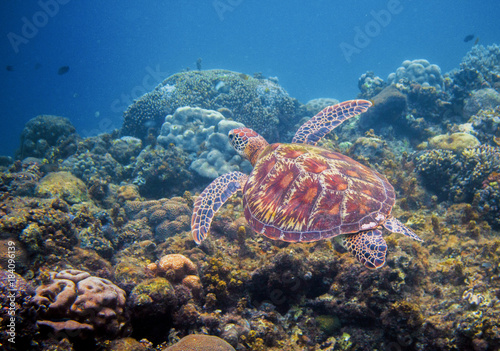 Sea turtle swims above seaweed. Tropical island seashore nature.