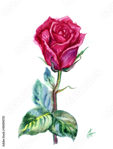 Crimson rose with stem and leaves, watercolor painting on white background.