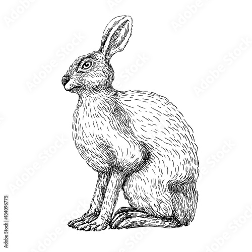 Sketch line art drawing of hare rabbit. Black and white vector illustration. Cute hand drawn animal.