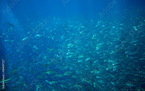 Sardines school in deep blue ocean. Pelagic seafish in wild nature.