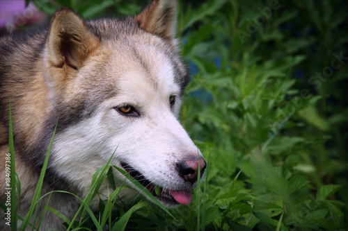 Alaskan Malamute