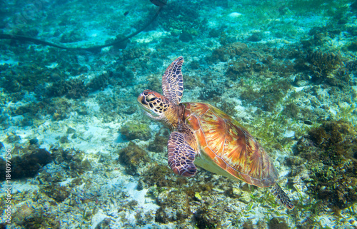 Olive green turtle above seabottom. Tropical island seashore. © Elya.Q
