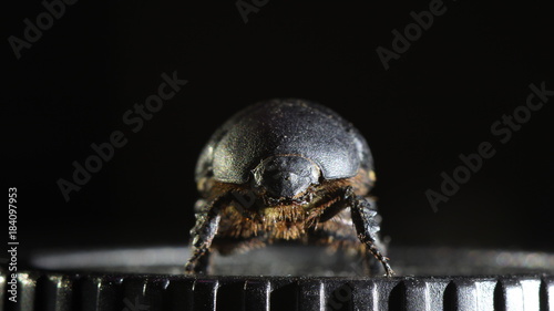 Жук спереди