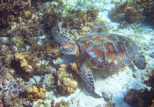 Sea turtle rest on seabottom. Tropical island seashore nature.
